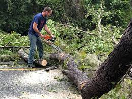 How Our Tree Care Process Works  in  Fort Plain, NY